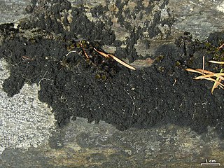 <i>Ephebe lanata</i> Species of lichen