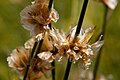 Ephedra trifurca - Flickr - aspidoscelis.jpg