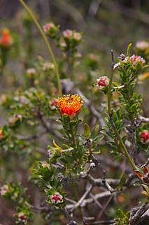 <i>Eremaea</i> (plant) Genus of flowering plants