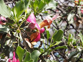 <i>Eremophila fraseri</i> Species of flowering plant