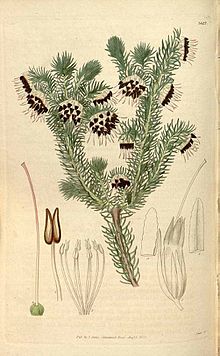 Erica recurvata00.jpg