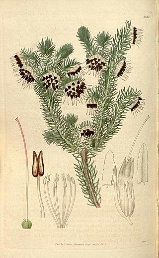 <i>Erica recurvata</i> Species of flowering plant