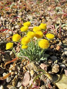 Erigeron aphanactis 2.jpg