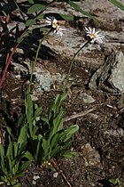 Erigeron glacialis