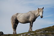 Eriskay pony beinn sciathan.jpg