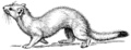 Ermine (PSF).png