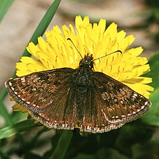 Juodoji hesperija (Erynnis tages)