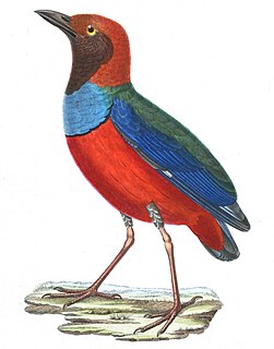 Papuan pitta Species of bird