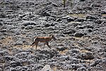 Thumbnail for File:Ethiopian Wolf (16284441756).jpg