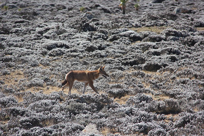 File:Ethiopian Wolf (16284441756).jpg