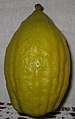 Etrog with Pitom