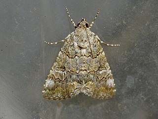 <i>Eubolina</i> Genus of moths