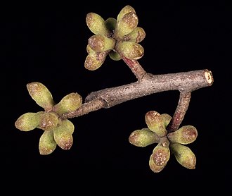 buds Eucalyptus blaxlandii buds.jpg