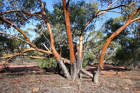 Eucalyptus_loxophleba