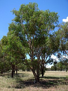 <i>Eucalyptus parramattensis</i> Species of eucalyptus