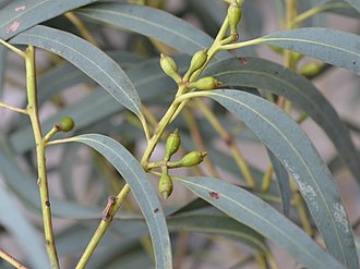 flower buds Eucalyptus wilcoxii buds (2).jpg