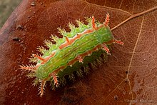 Euclea incisa - Green Oak-Slug Moth - Oklahoma - Flickr - Thomas Shahan 3.jpg