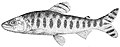 Eugnathichthys macroterolepis