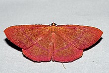 Eumelea rosalia (Geometridae Oenochrominae) .jpg