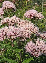 Thumbnail for Eupatorium cannabinum