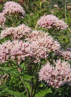 <i>Eupatorium cannabinum</i> Species of plant