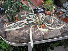 Euphorbia mammillaris - Gaiser Conservatory (Manito Park) - IMG 7010.JPG
