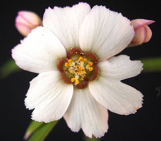 File:Euphorbia xanti.jpg