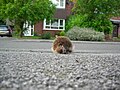 European-hedgehog-semiurban-2.jpg