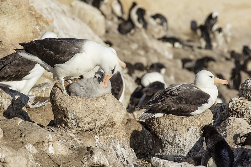 File:FAL-2016-New Island, Falkland Islands-Black-browed albatross (Thalassarche melanophrys) 01.jpg