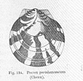 Miniatuur voor Bestand:FMIB 50158 Pecten pseudamussium (Chenu).jpg