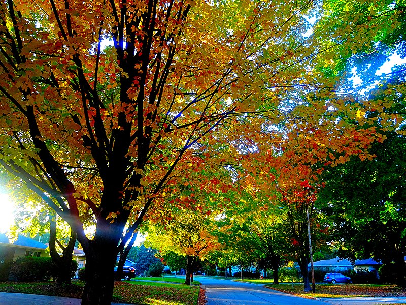 File:Fall Colors in Madison - panoramio (3).jpg