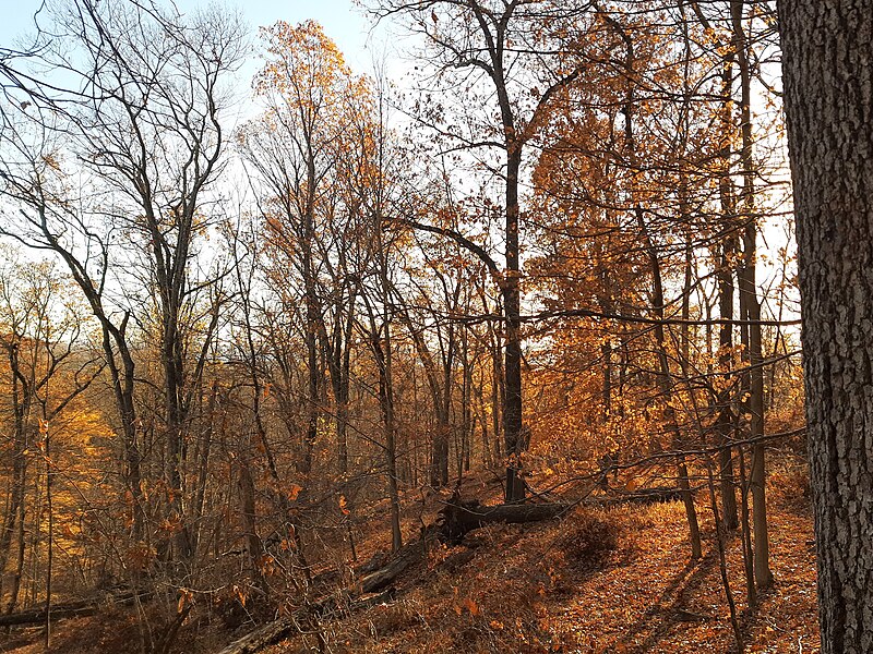 File:Fall colours towards Mt. Spitzenberg.jpg