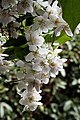 Falscher Jasmin, Philadelphus coronarius