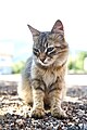 Felis catus, Gračac (Zadar, Kroatien) - 0009.jpg