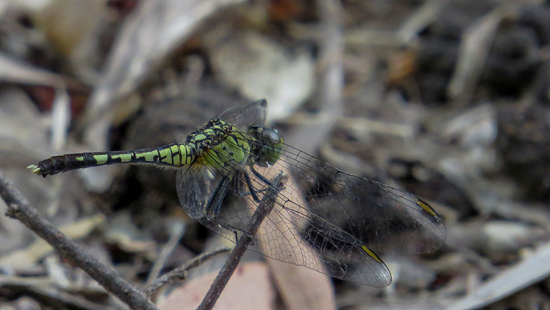 File:Female Chalky Percher flank (16659437424).jpg