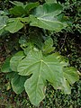 Ficus carica Higuera