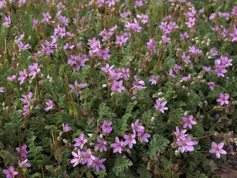 File:Filaree, Erodium cicutarium (30929849825).jpg