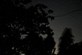 Fireflies on a tree.jpg