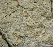 Closeup of thallus surface showing crystalline inclusions Fissurina alligatorensis - Flickr - pellaea.jpg