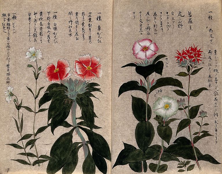 File:Five plants, possibly pinks (Dianthus species); flowering Wellcome V0043696.jpg