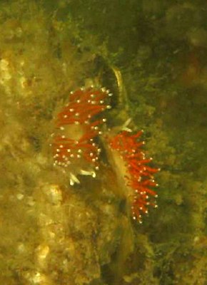 Описание изображения Flabellina gracilis.jpg.