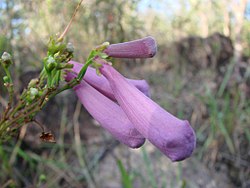 Flickr - João de Deus Medeiros - Jacaranda irwinii.jpg