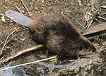 Thumbnail for File:Flickr - Oregon Department of Fish &amp; Wildlife - North American Beaver.jpg