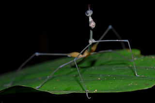 <span class="mw-page-title-main">Proscopiinae</span> Subfamily of grasshoppers