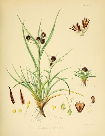 Plate XLVIII; Luzula crinata Hook. fil.; Fitch del et lith; prel lith Linn imp