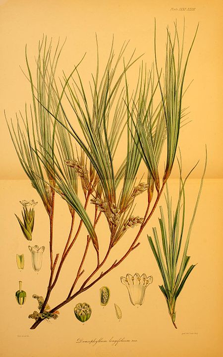 Plate XXXI.XXXII; Dracophyllum longifolium Forst.; Fitch del et lith; prel lith Linn imp