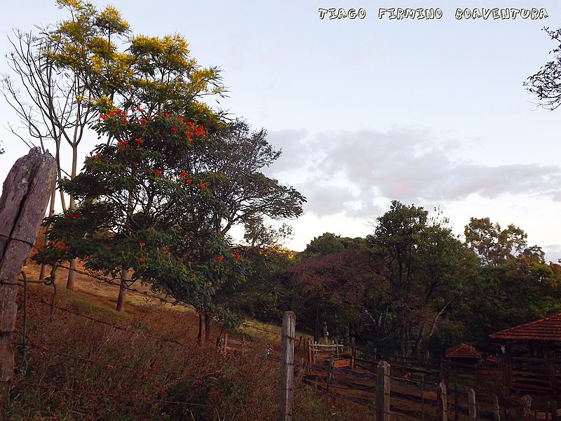 File:Flores, cores, montanha, Arapuá MG. - panoramio.jpg