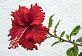 Flower of Malaya-1 (26841959804).jpg
