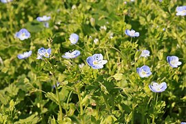 Bird's-eye speedwell