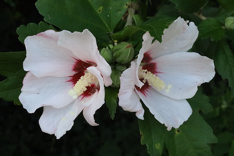 File:Flowers of Matinecock 2021d.jpg